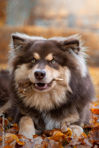 Portrait of Finnish Lapphund dog
