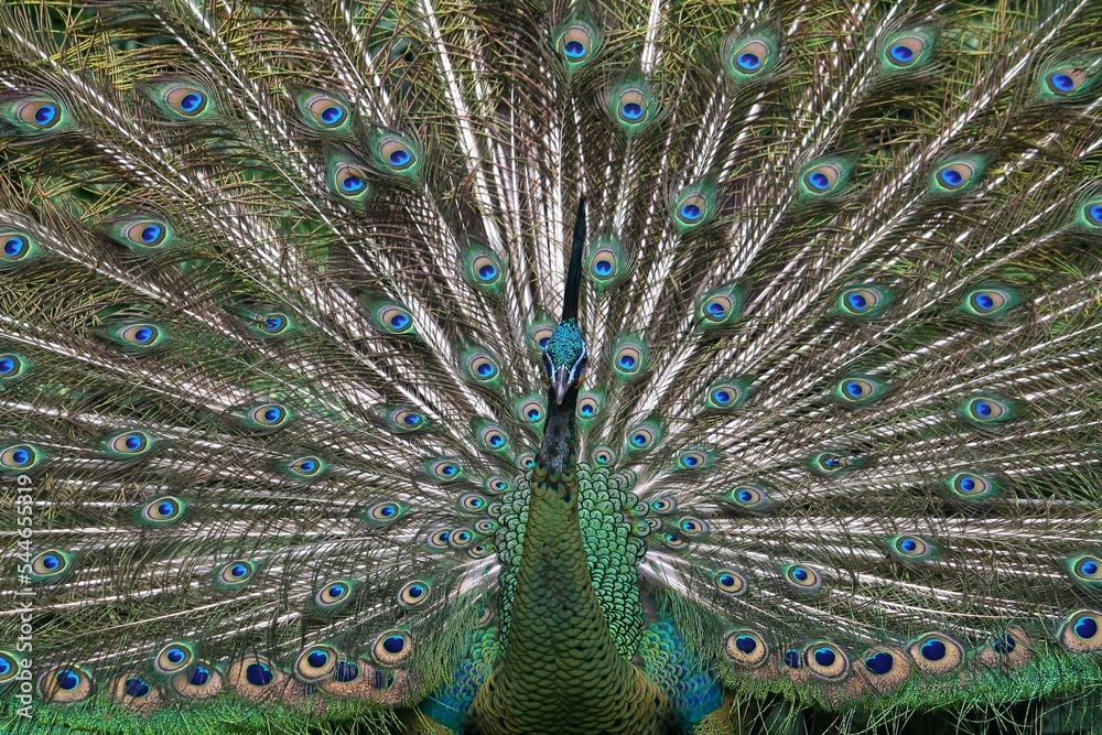 Obraz premium Colorful and beautiful