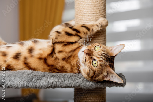 Bengal cat on a scratching post, in the background of the living room. photo