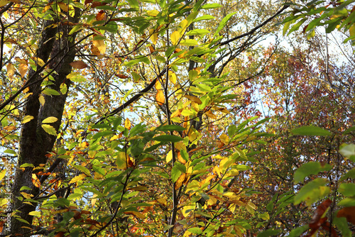 jeu de lumière et de couleur dans un feuillage d'automne