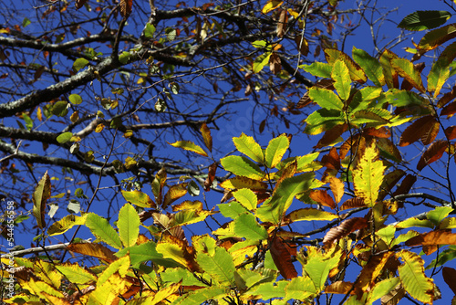 feuilles de châtaigner à l'automne, sous un grand ciel bleu