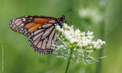 Monarch butterfly on Queen Ann s Lace