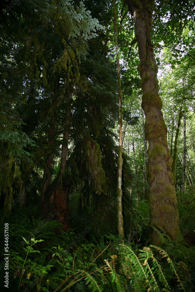 Küstenregenwald - Sunshine Coast - Kanada / Coastal Rainforest - Sunshine Coast - Canada / Küstenregenwald - Sunshine Coast - Kanada / Coastal Rainforest - Sunshine Coast - Canada /