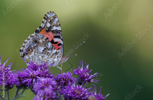 фотографія Painted Lady butterfly