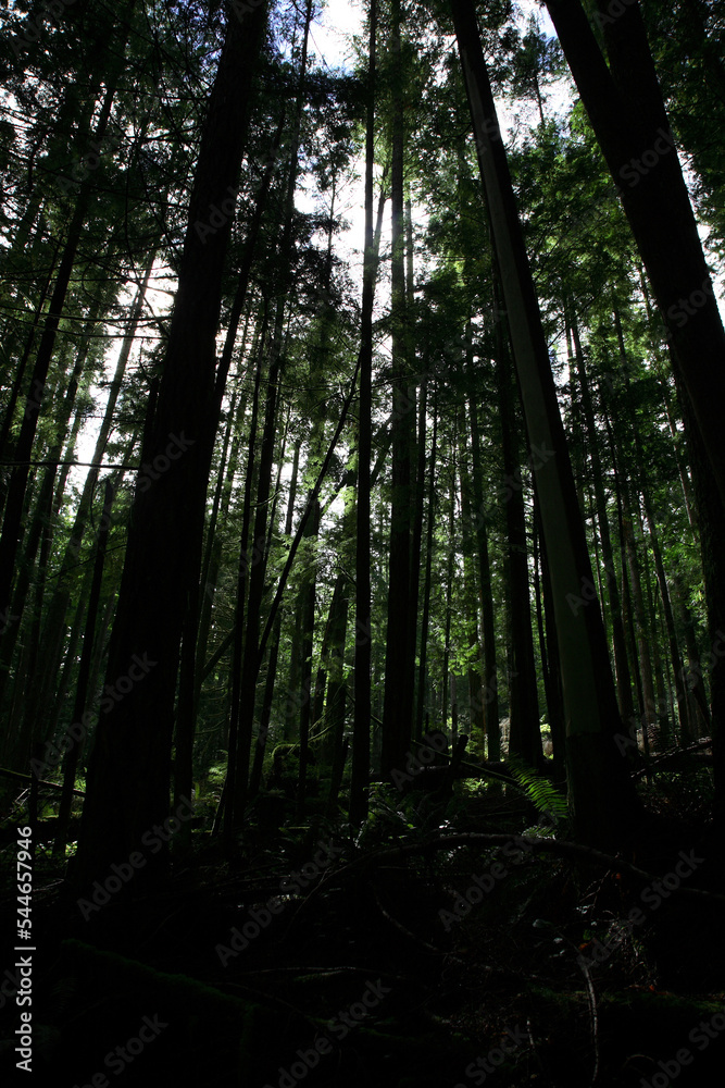 Fototapeta premium Küstenregenwald - Sunshine Coast - Kanada / Coastal Rainforest - Sunshine Coast - Canada /