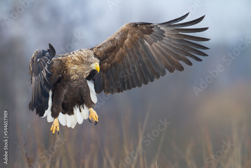 Leinwand Poster Majestic predator White-tailed eagle, Haliaeetus albicilla in Poland wild nature