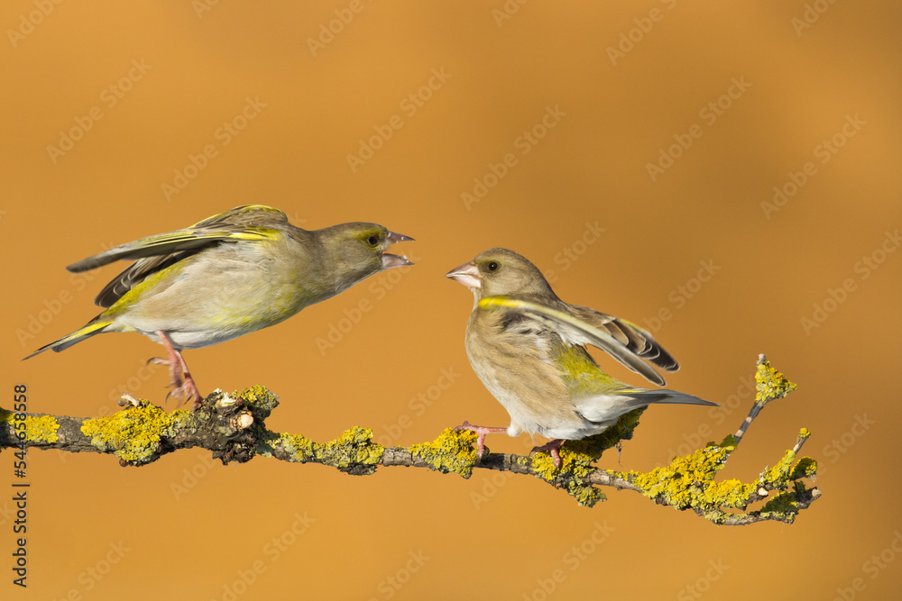 Obraz premium European greenfinch Chloris chloris or common greenfinch songbird winter time blurred background 