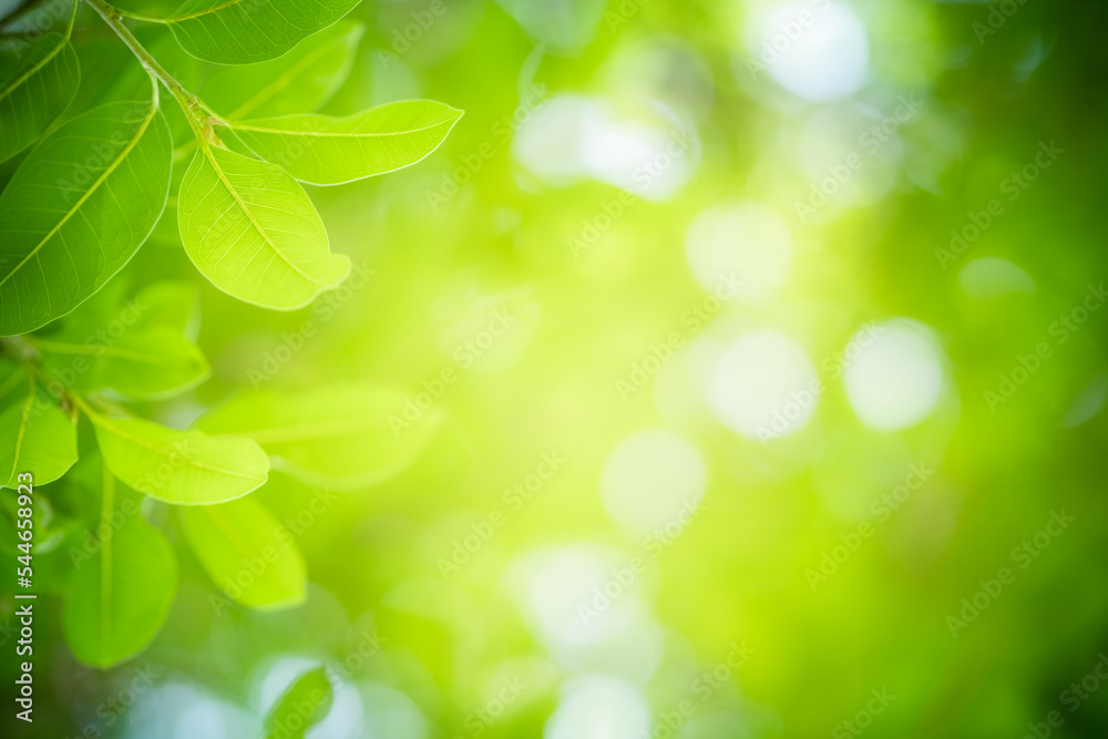 Abstract background nature view with copy space using as background natural landscape,Textures Leaves, cover page, fresh wallpaper concept. Abstract background nature view with copy space using as background natural landscape,Textures Leaves, cover page, fresh wallpaper concept.