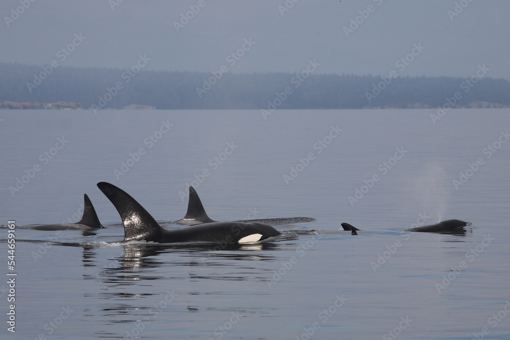 Fototapeta premium Schwertwal - Orca / Killer whale / Orcinus orca
