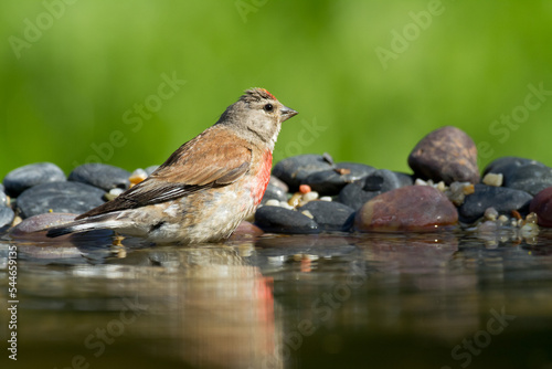 Bird Linnet Carduelis cannabina male, bird is bathing, summer time Poland, Europe green background