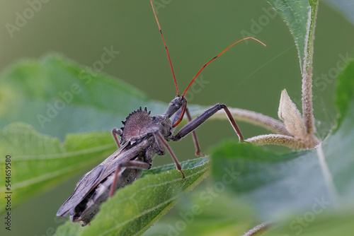 Wheelbug photo