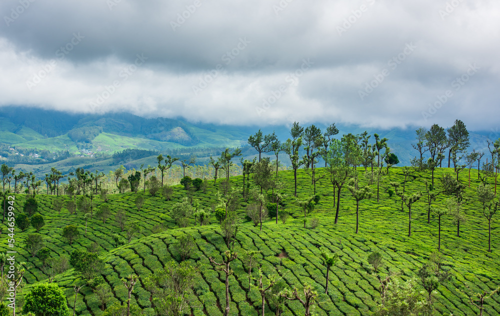 Naklejka premium green tea plantation in Munnar.