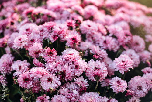 pink flowers