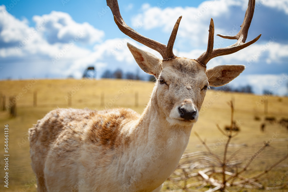 Portrait of a beautiful white fallow deer