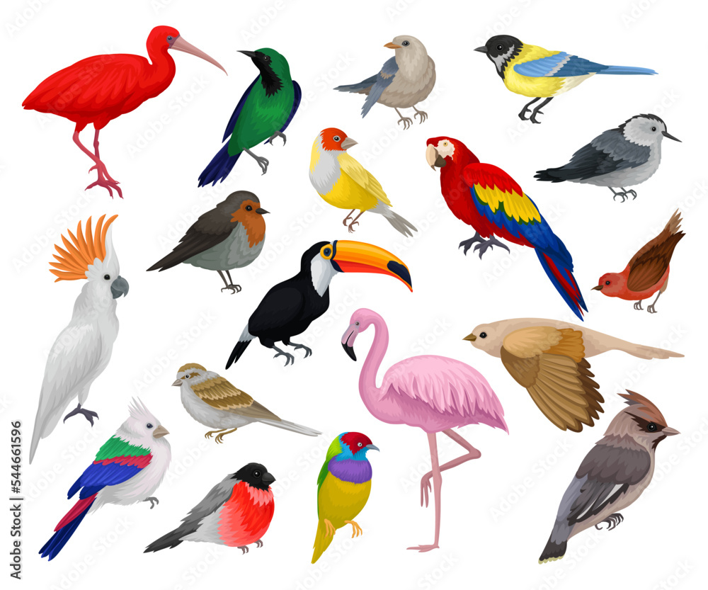 Obraz premium Set of birds set. Toucan, parrot, bullfinch, sparrow, titmouse, flamingo birds cartoon vector