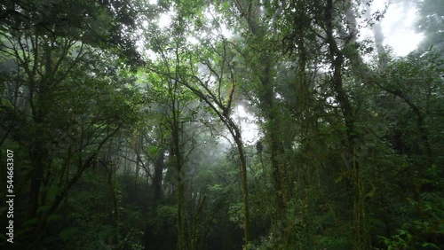 Beautiful rain forest or montain forest at ang ka nature trail in doi inthanon national park, Thailand, travel nature concept