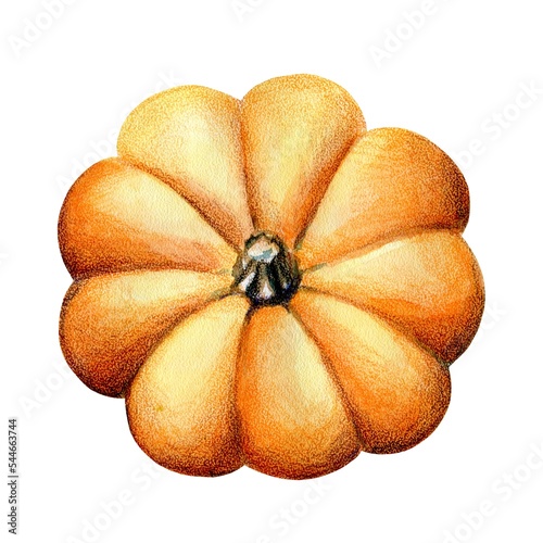 Orange Bright large pumpkin, top view, watercolor illustration, isolated