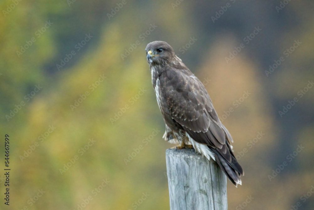 Common buzzard (Buteo buteo) perched on a post against colorful autumn background . Italian Alps, Piedmont.