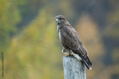 Obraz na płótnie Common buzzard (Buteo buteo) perched on a post against colorful autumn background . Italian Alps, Piedmont. w salonie