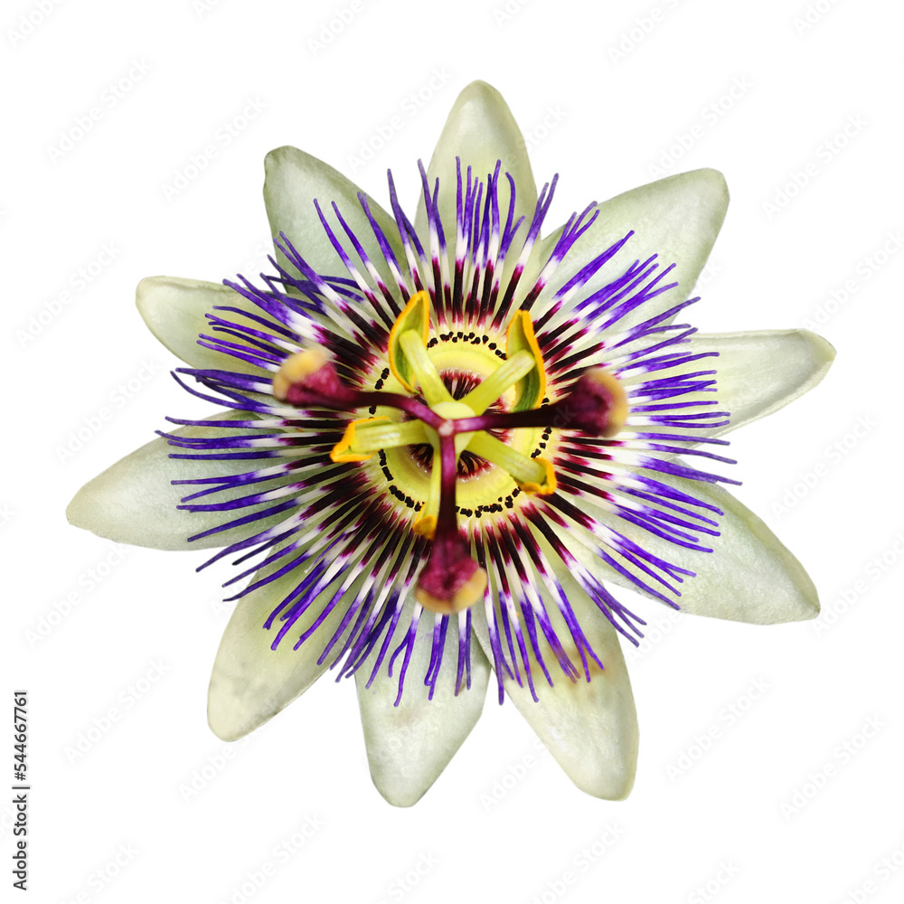 

A single blue crown passionflower in bloom. The flower is cut out on a transparent background.
 - obrazy, fototapety, plakaty 