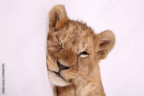 Handsome lion cub. Little lion. The king of beasts at the photo shoot. Funny little lion. Lion child.