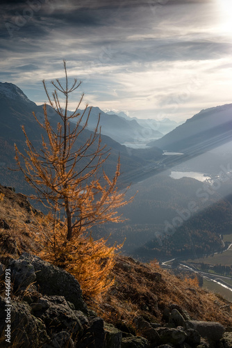 Herbstlich gefärbte Lärche auf dem Muotas Muragl photo