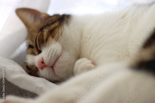 Cute tabby cat sleeping on a curtain. Selective focus.