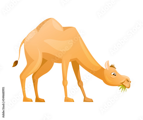 Brown Camel as Even-toed Ungulate Desert Animal Chewing Grass Vector Illustration