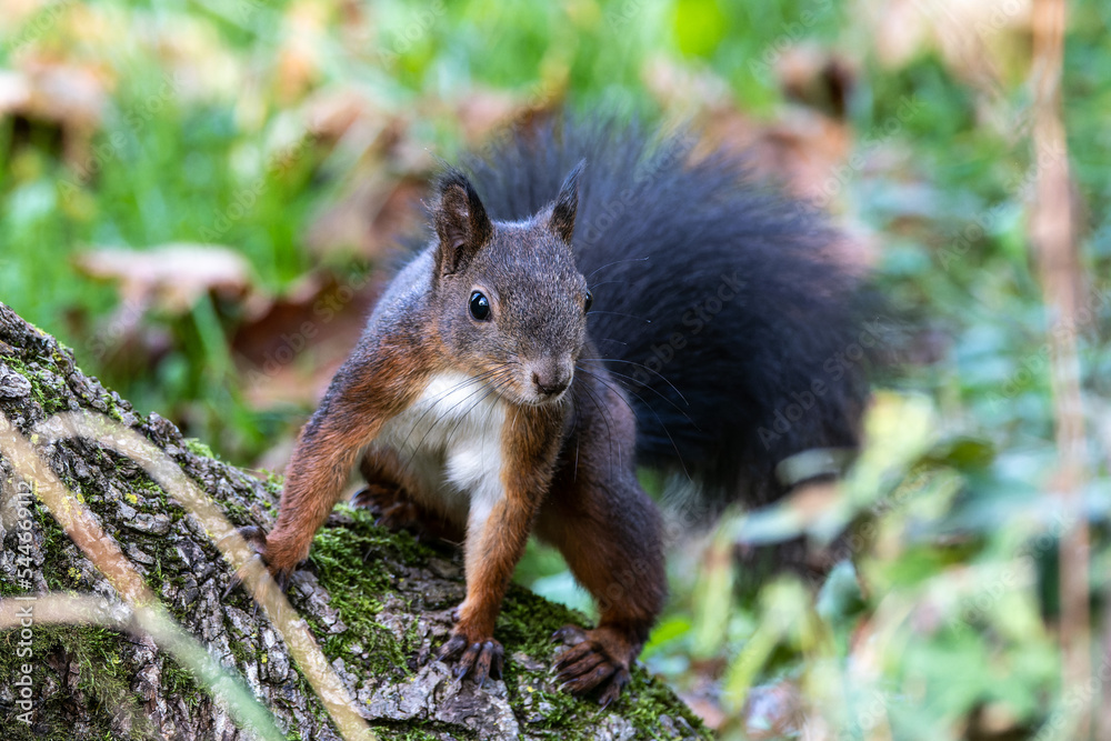 Grey squirrel, Sciurus at Old North Cemetery of Munich, Germany Grey squirrel, Sciurus at Old North Cemetery of Munich, Germany