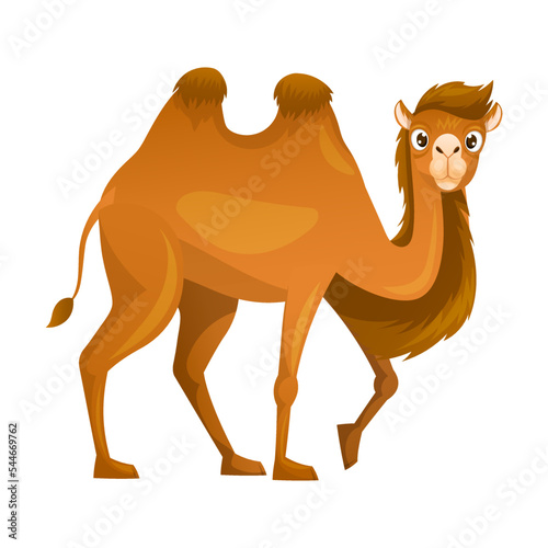 Brown Camel as Even-toed Ungulate Desert Animal Walking Vector Illustration