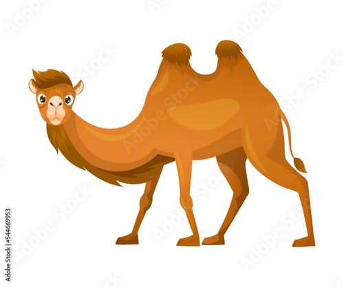 Brown Camel as Even-toed Ungulate Desert Animal Walking Vector Illustration