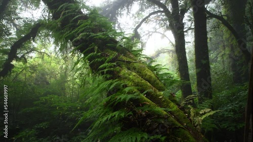 Beautiful rain forest or montain forest at ang ka nature trail in doi inthanon national park, Thailand, travel nature concept