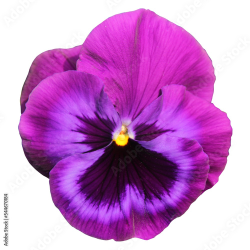 
A cut out close up of a single pansy flower. Transparent background. The flower is purple