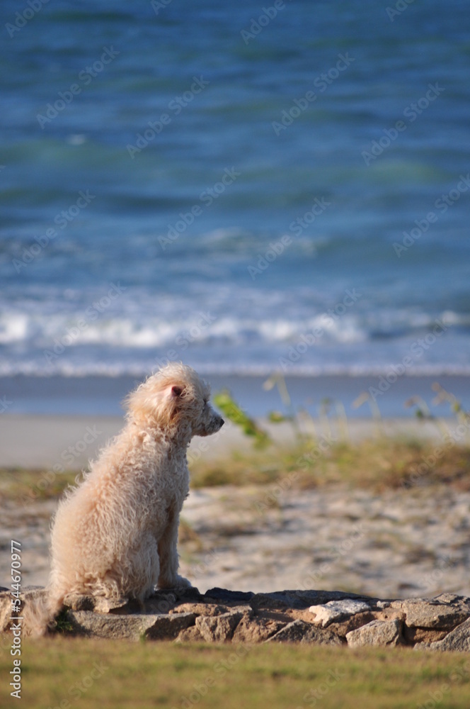 Fototapeta premium dog 