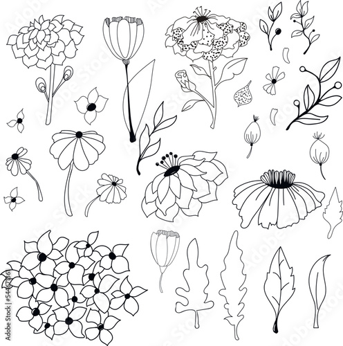 Doodle style. Set of simple vector stylized plant elements. Flowers, petals, twigs and leaves. Monochrone, hand-drawn vector, strokes, dots.