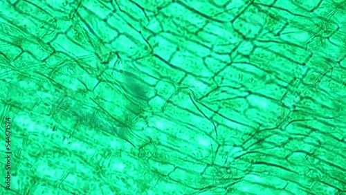 Leaf of hydrilla verticillata in longitudinal section under microscope 400x against bright field background. Green fresh water algae consisting of little cells is viewed in laboratory. Research theme. photo