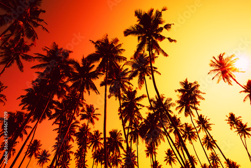 Coconut palm trees silhouettes at vivid tropical sunset with shining sun