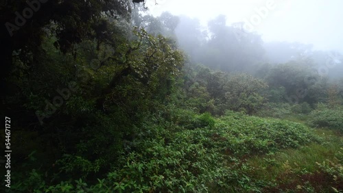 Beautiful rain forest or montain forest at ang ka nature trail in doi inthanon national park, Thailand, travel nature concept