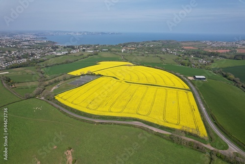 Rapeseed field Devon UK coast in background drone aerial view.