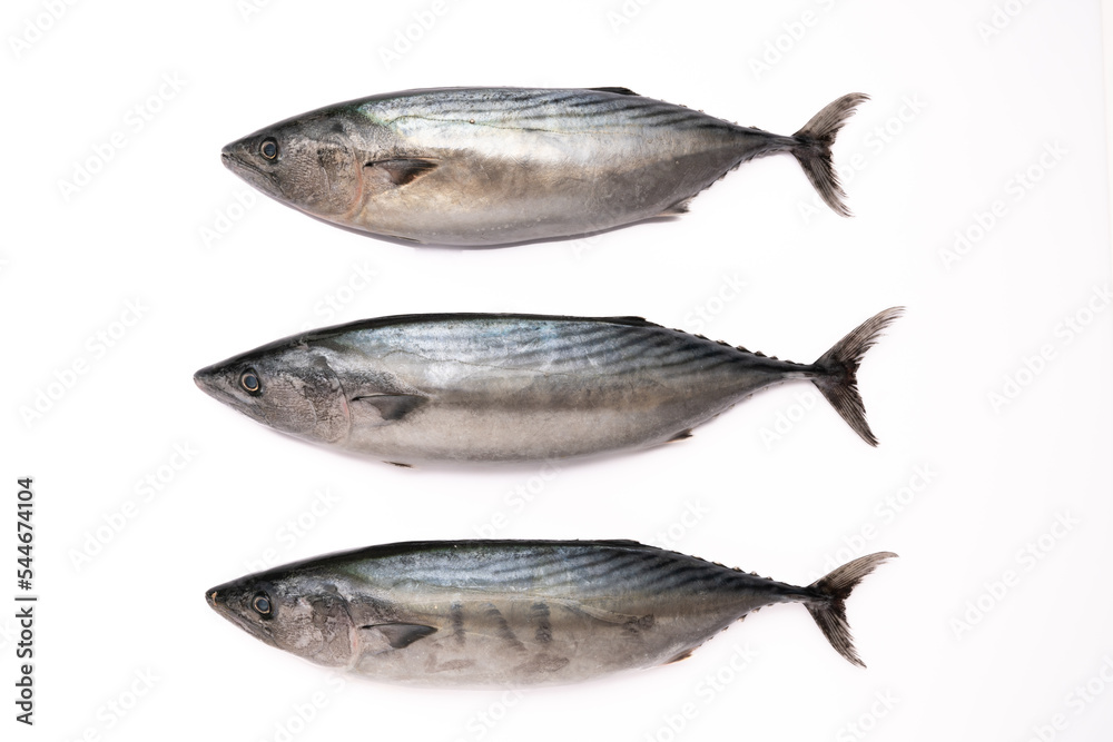 Bonito fish on white background