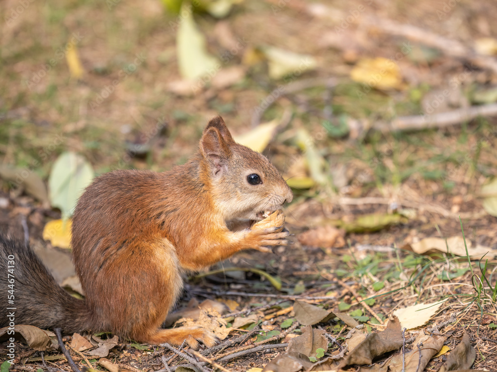 Autumn squirrel with nut sits on green grass with fallen yellow leaves Autumn squirrel with nut sits on green grass with fallen yellow leaves