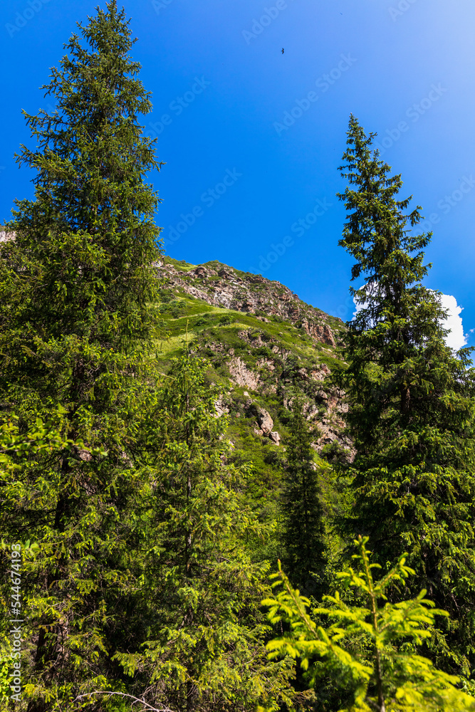 Obraz premium pine tree on the mountain