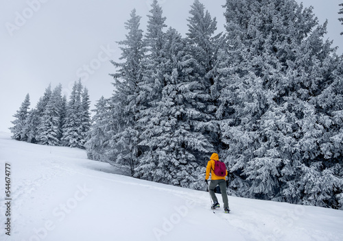 Lonely mountaineer dressed bright orange softshell jacket going up the snowy hill between spruces trees. Active people concept image on Velky Krivan, SLovakian Tatry. photo