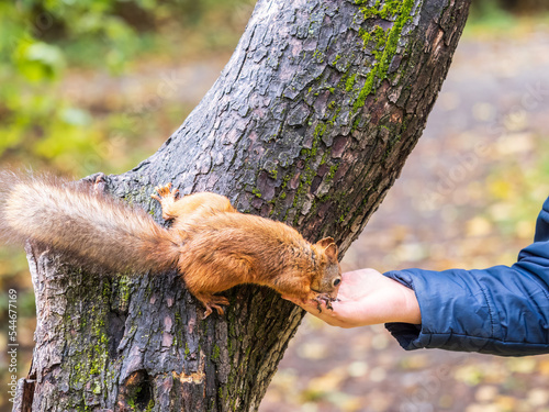 The boy feeds a squirrel with nuts from a hand in the wood © Dmitrii Potashkin
