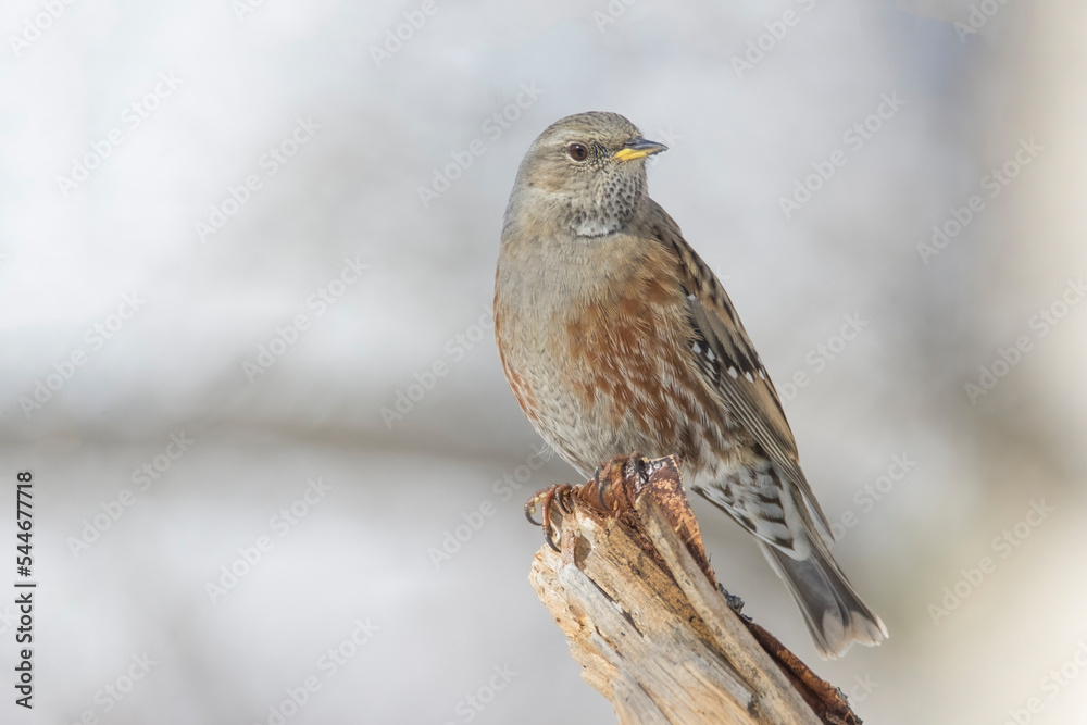 Portrait of an alpine accentor (Prunella collaris) perched on a dry log against soft white bokeh in the background. Italian Alps. Piedmont.