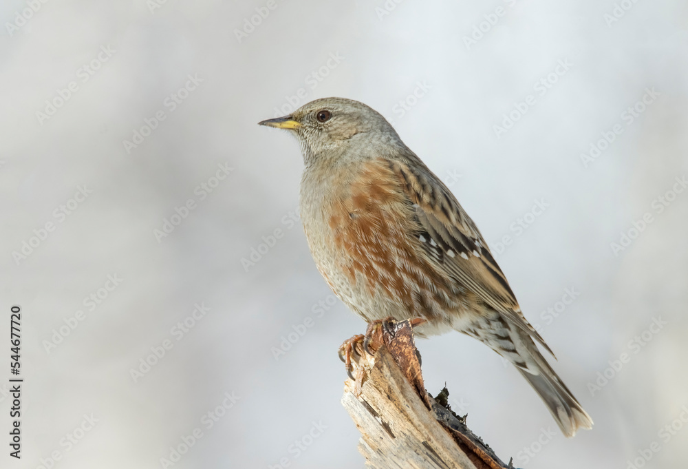 Portrait of an alpine accentor (Prunella collaris) perched on a dry log against soft white bokeh in the background. Italian Alps.