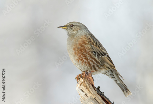 Obraz na płótnie Portrait of an alpine accentor (Prunella collaris) perched on a dry log against soft white bokeh in the background. Italian Alps. w salonie