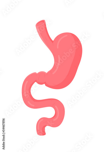 Vector illustration of an isolated object. Stomach and its detailed structure, organ view from the front.