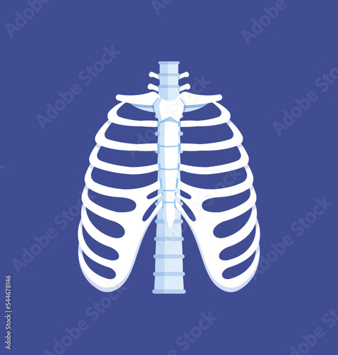 Bones of the thorax. Front view. Human anatomy. Ribs, spine. Vector illustration of isolated on blue background ribs. 