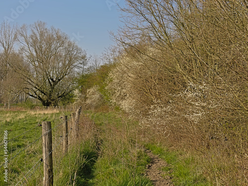 Hiking trail along meadows  with bare trees and flowering spring shrubs on a sunny day with clear blue sky in Scheldt valley near Ghent, Flanders, Belgium photo